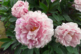 Balsam KS  Spl Rose