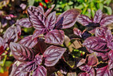 Basil purple