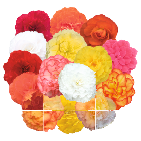 Begonia Runway Mix