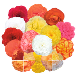 Begonia Runway Mix