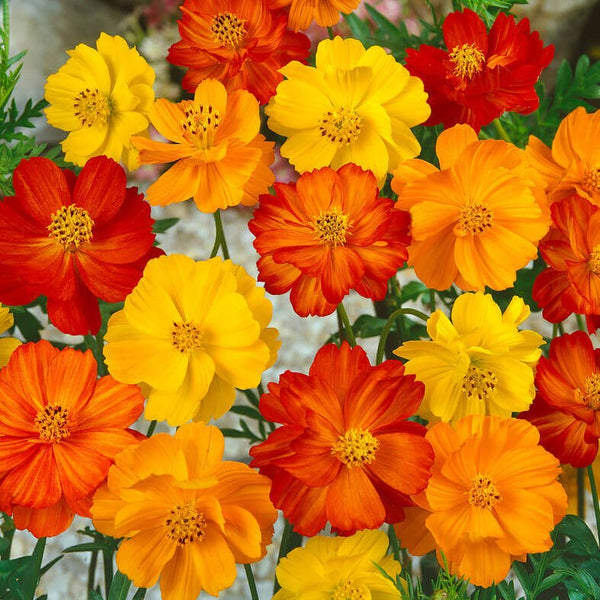 Bright-Lights-Cosmos-Seeds-