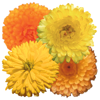 Calendula Jupiter Mix