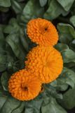 Calendula Jupiter Orange