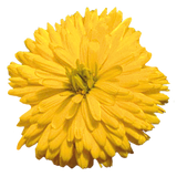 Calendula Jupiter Yellow