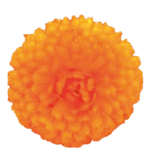 Calendula Jupiter Orange