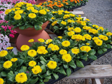 Calendula Jupiter Yellow