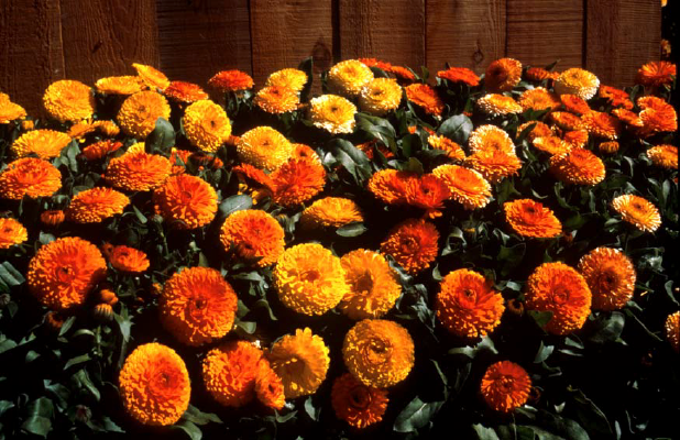 Calendula Dwarf Mix