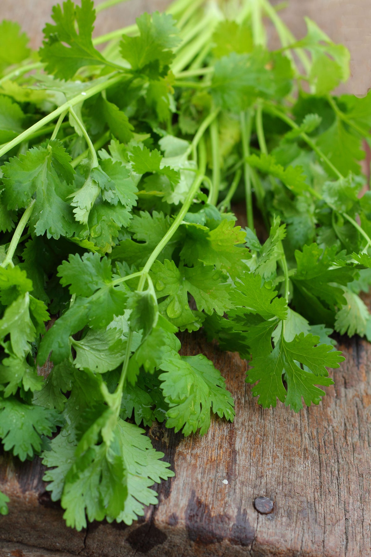 Coriander Imp.