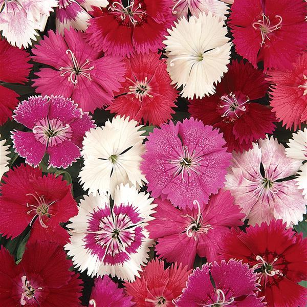 Dianthus Absolute Mix