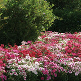 Dianthus Absolute Mix