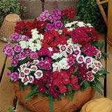 Dianthus Absolute Mix