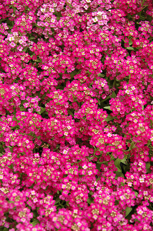 Alyssum Magical Deep Rose Hybrid