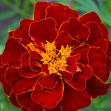 French Marigold Tacos Red