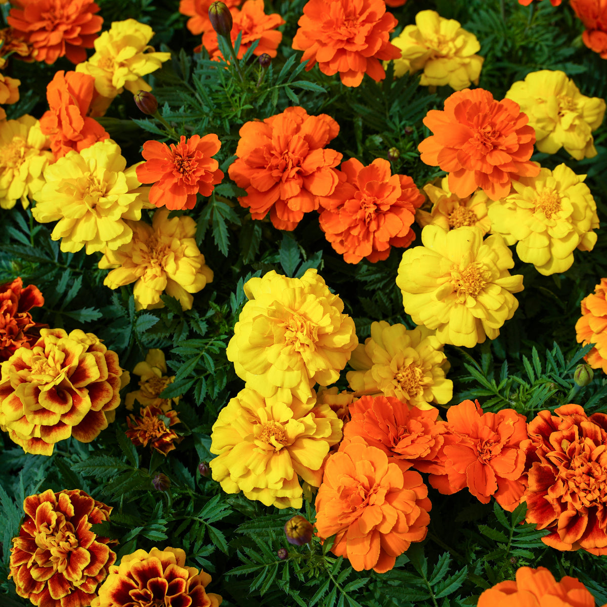 French Marigold Tacos Mix