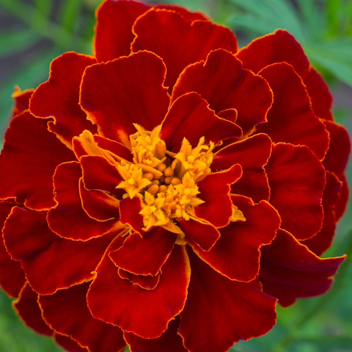 French Marigold KS  Spl Scarlet Red