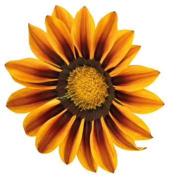 Gazania Sunshine Mix