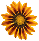 Gazania Sunshine Mix