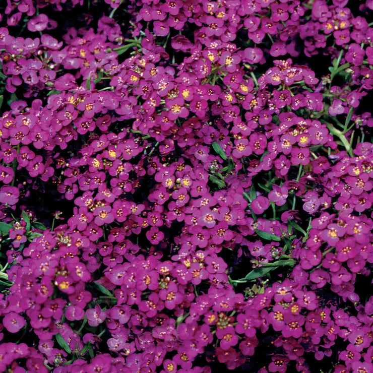 Alyssum Magical Deep Purple Hybrid