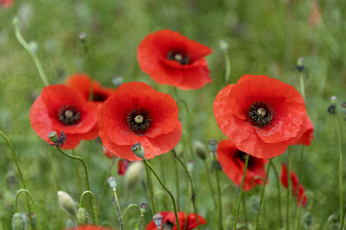 Poppy Iceland Red