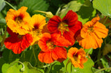 Nasturtium Carnival  Mix