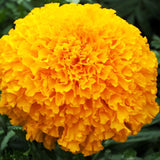 African Marigold Cuzco Orange - Hybrid