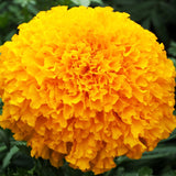 African Marigold Cuzco Orange - Hybrid