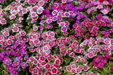 Dianthus Baby Doll Mix