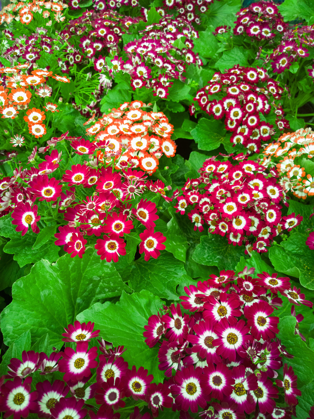 Cineraria Dwarf Mix