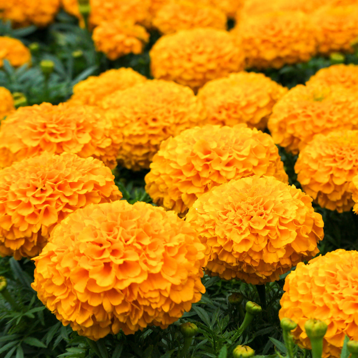 African Marigold Sondesh KS2628 Orange