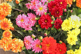 Dahlia Top Star Mix