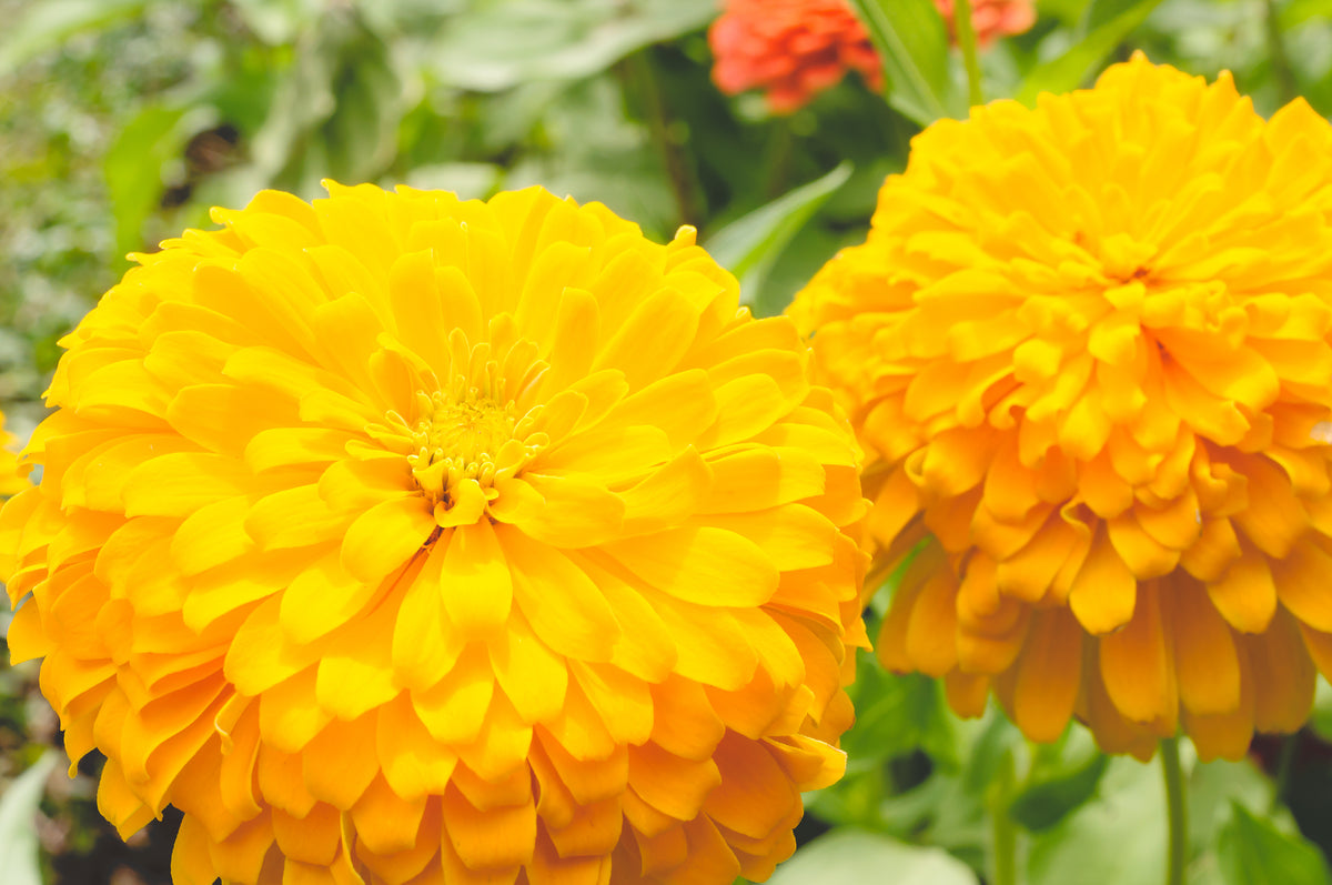 Calendula Dwarf Gitana Yellow