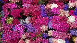 Cineraria Beau Ideal Mix