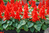 Salvia KS Spl Red