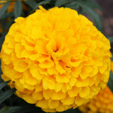 African Marigold Cuzco Yellow- Hybrid