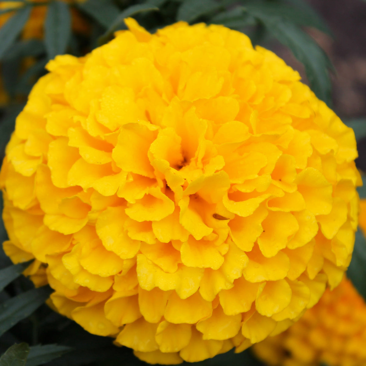 African Marigold Cuzco Yellow- Hybrid