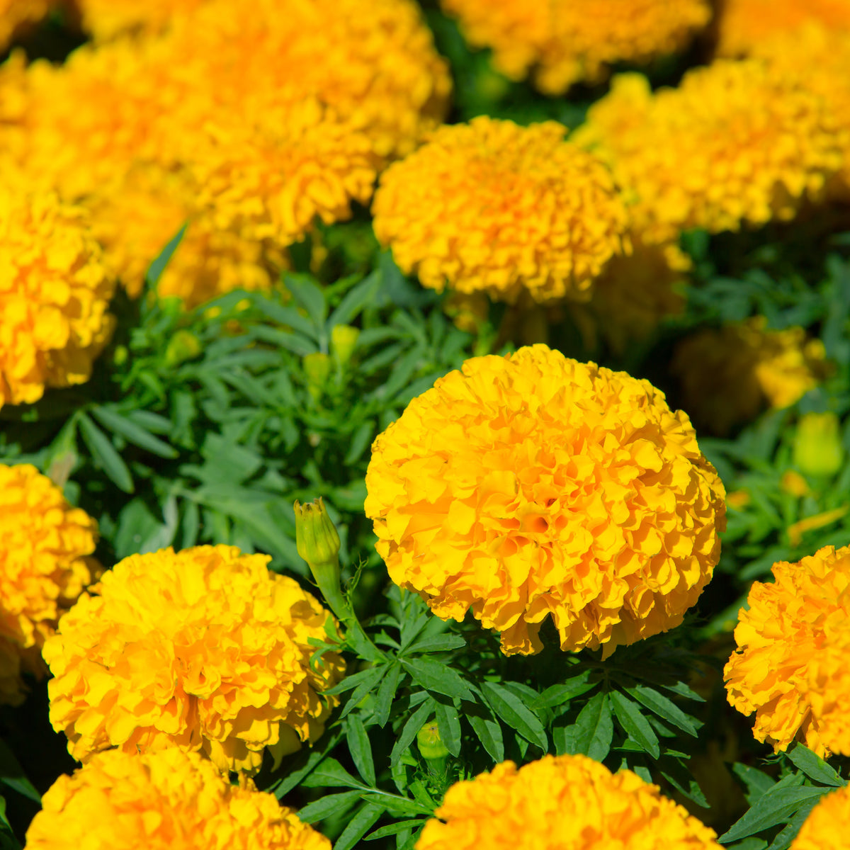 African Marigold Sondesh KS3976 Yellow