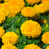 African Marigold Sondesh KS3976 Yellow