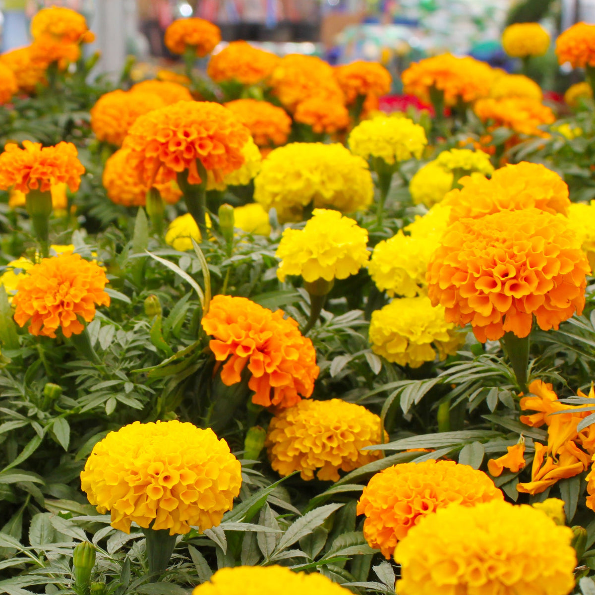 African Marigold Sondesh KS3457 Mix