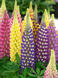 Lupin Pixie  Mix