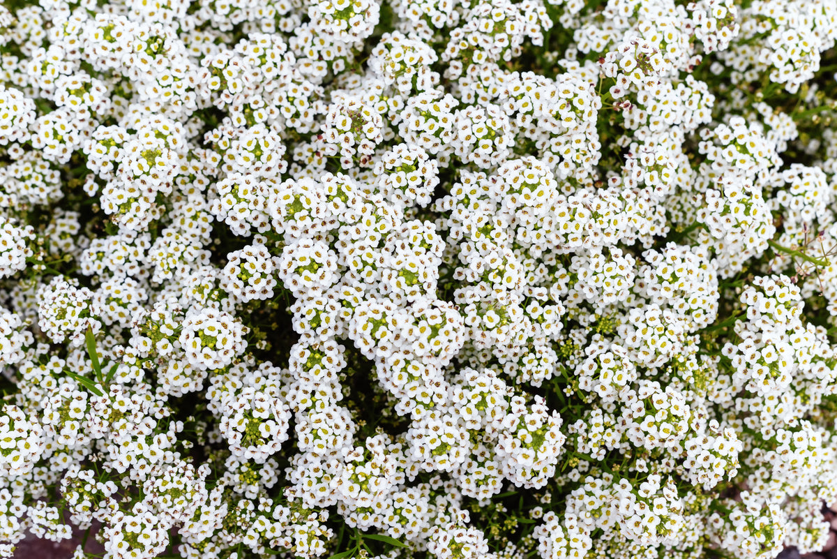 Alyssum Magical White Hybrid