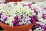 Alyssum Magical Pink Hybrid