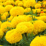 African Marigold Bola Yellow KS358