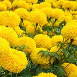 African Marigold Bola Yellow KS358