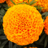 African Marigold Gumball Orange KS3751