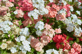 Phlox Beauty Mix