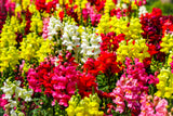 Antirrhinum Semi Tall Mix