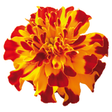 French Marigold Tacos Bolero