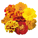 French Marigold Tacos Mix