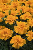 French Marigold Tacos Orange