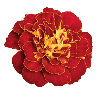 French Marigold Tacos Red